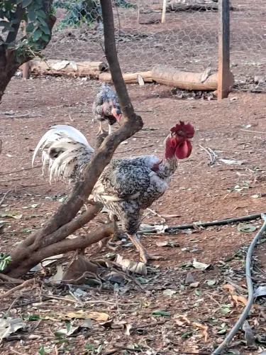 Galos carijos
