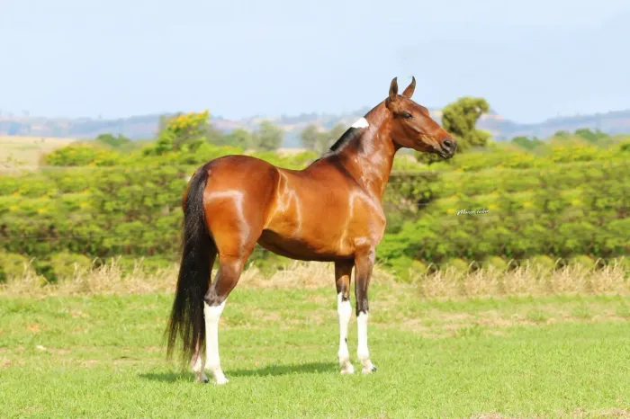 Égua Pampa Mangalarga Marchador