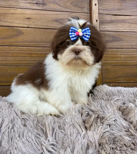 Shih tzu macho 