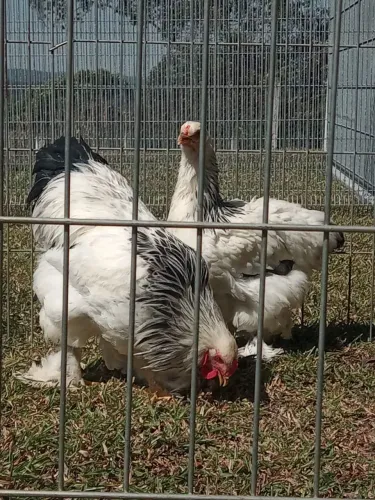Brahma light casal