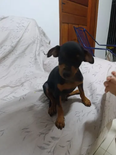 Pinscher