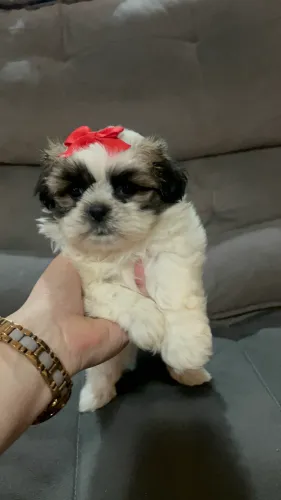 Shih tzu charmosa com laço vermelho