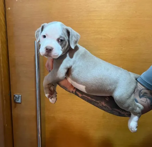Filhotes de American Bully 