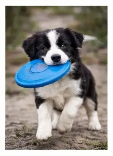 Border collie inteligencia e energia