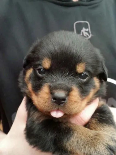Filhote rottweiler, O aumor verdadeiro está esperando por você!