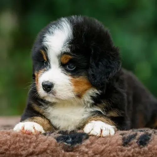 Bernese Mountain