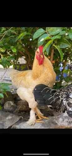 Galo Brahma