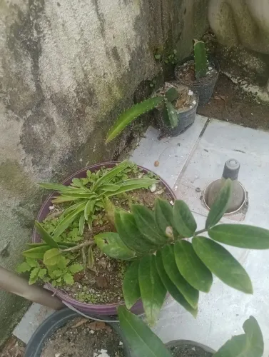 Vendo mudas de plantas 