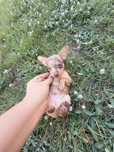 Pinscher 40 dias macho Exótico 