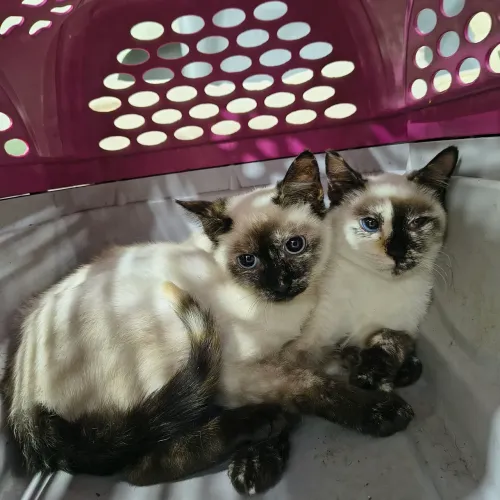 Doação lindas bebês
