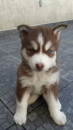 Husky siberiano Filhotes de canil esperando por você
