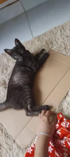 Gato macho para adoção (responsável)