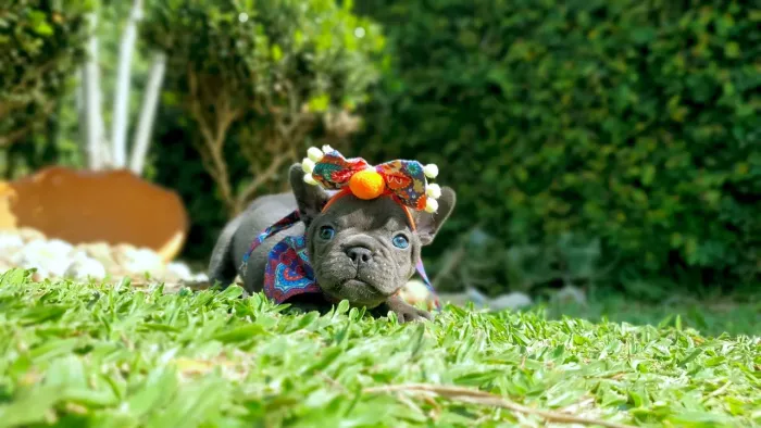  Buldogue francês 