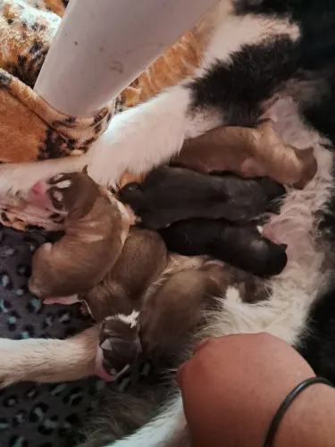 Vendo husky siberiano  femea e macho