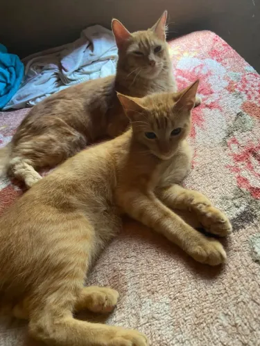 doação de um  gatinhos laranja e um frajolinha