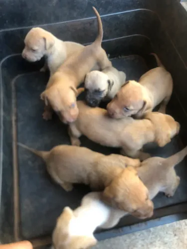 Filhotes de labrador