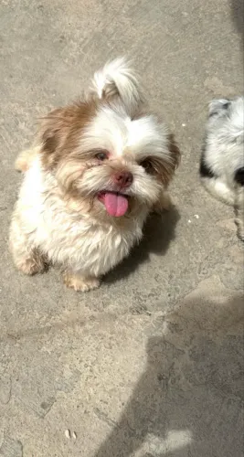 Shih tzu macho para cruzar