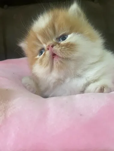 Lindos filhotes de gato persa