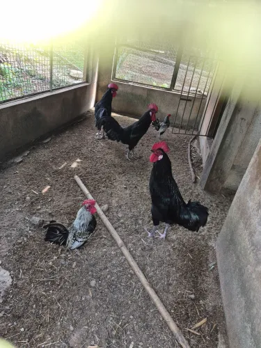 CARA DE PALHAÇO GALOS, CASAIS, PINTINHOS E OVOS