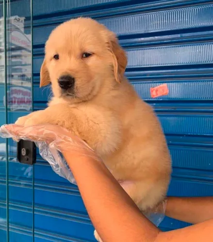 Golden Retriever, lindos bebes 