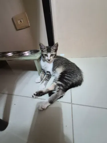 Gatinho macho para adoção responsável
