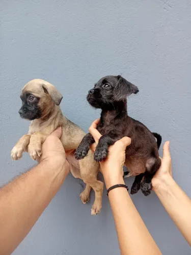 Pug filhotes mestiços valor 350 reais cada.