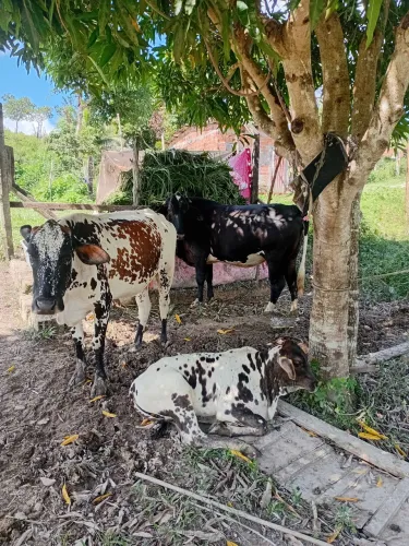 3 cabeças de gado  8 mil