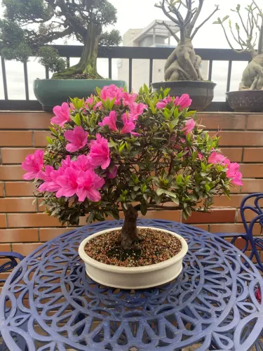 Bonsai de azaleia pink