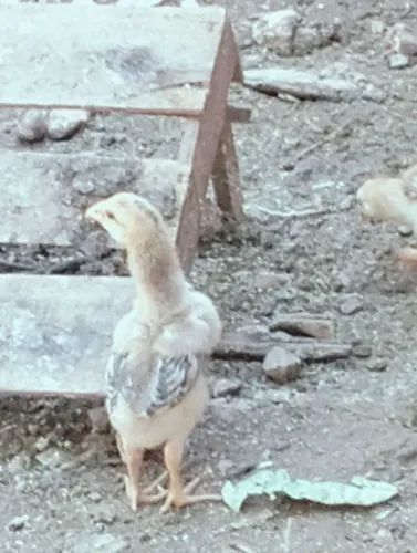 Vendo franguinho caipira 
