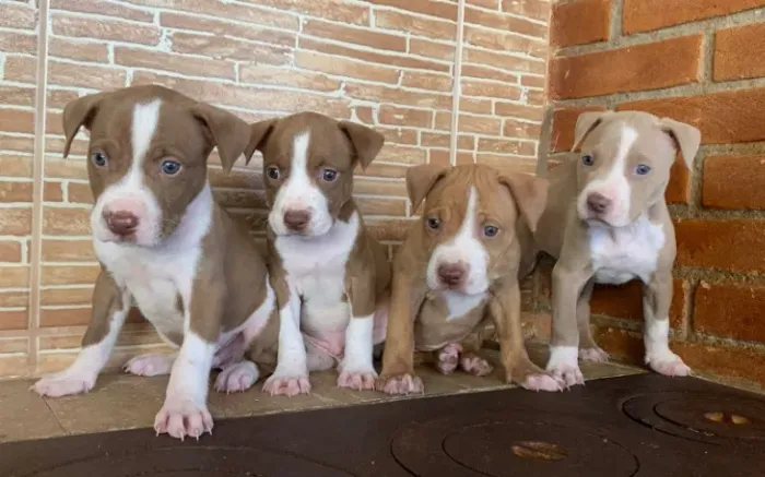 Pit Bull - Filhotes com Pedigree e vacinados