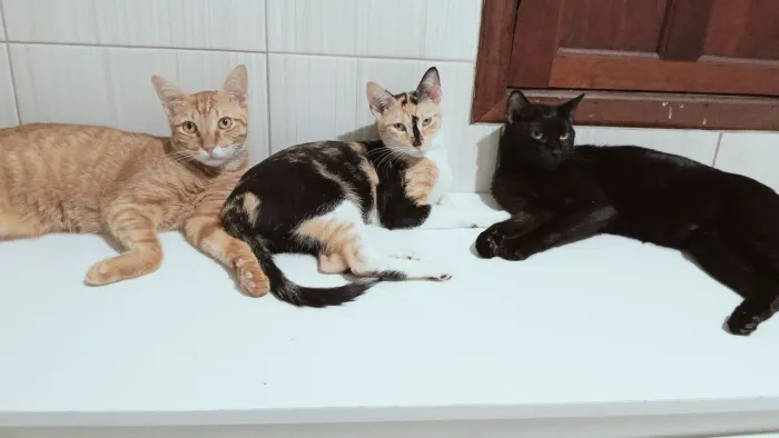 Gatinha Tricolor Castrada 