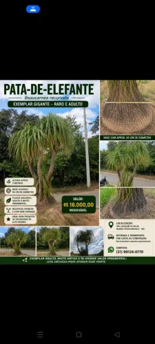 Pata-de-Elefante (Beaucarnea recurvata) Gigante - Exemplar Raro - 3 m de Altura