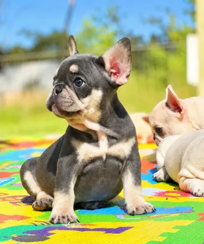 Bulldog Francês