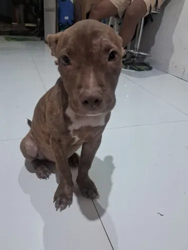 Pitbull 500$