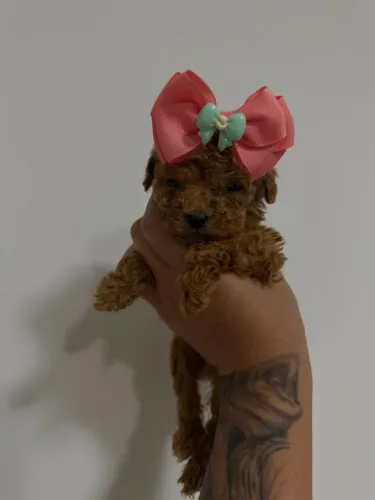 Poodle Toy red temos Macho e fêmea