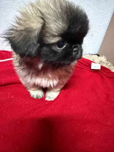 Pequinês 