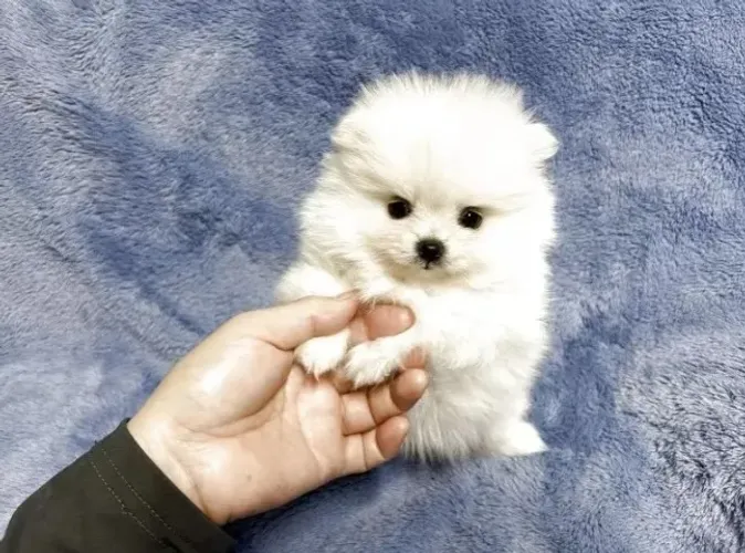 Baby spitz alemão/lulu da pomerânia dócil e temperamento saudável