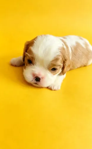 Cavalier king