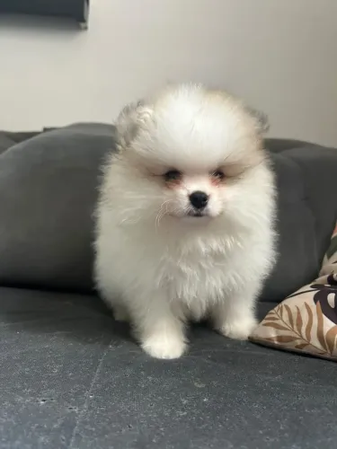 Spitz alemão macho