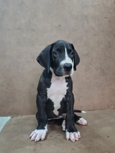Filhote de dogue alemão 