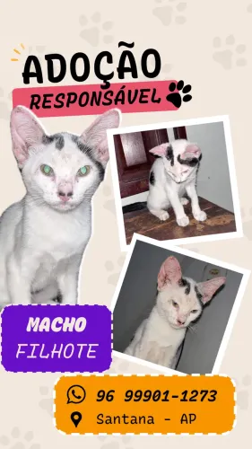 Doa-se gatinho macho
