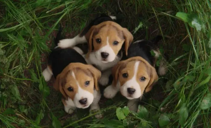 Beagle com pedigree