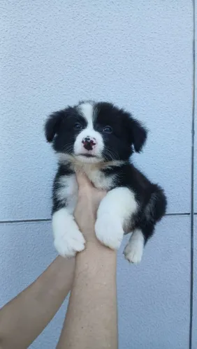 Filhotes de border collie