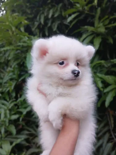 Linda filhote fêmea Lulu da pomerania