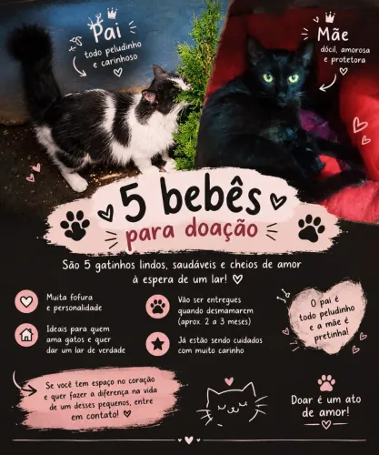 5 gatinhos bebês