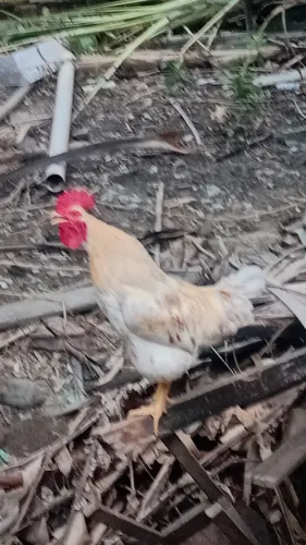 Vendo galo