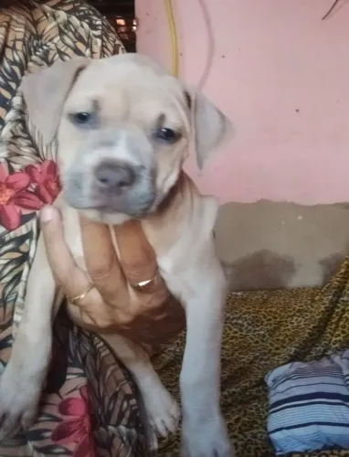 Pitbull fêmea , pais Pitbull raça pura !!
