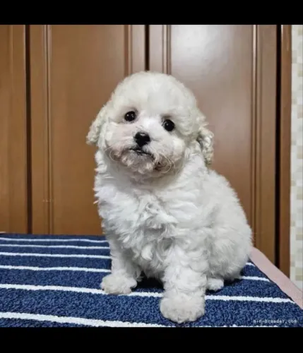 Poodle macho micro Toy