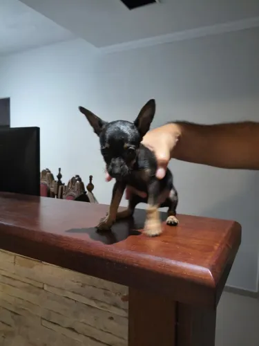 Pinscher
