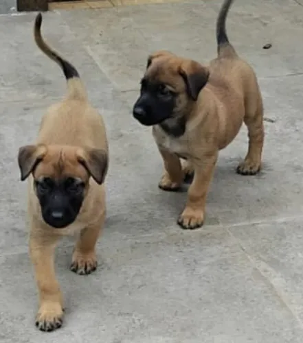 Pastor Belga Malinois